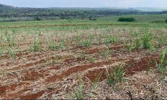 Imagem: FAZENDA COM CANA A VENDA NA REGIÃO DE SÃO