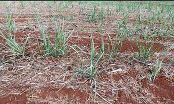Imagem 2: FAZENDA COM CANA A VENDA NA REGIÃO DE SÃO CARLOS-SP ?? Área Total 67 Alqueires 53 Alqu