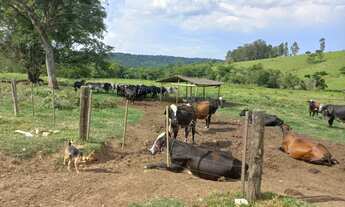 Imagem 1: Fazenda 30 alqueires, atualmente com gado leiteiro com a produção de 350 litros/dia, cheg