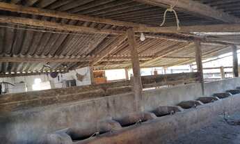 Imagem 6: Fazenda 30 alqueires, atualmente com gado leiteiro com a produção de 350 litros/dia, cheg