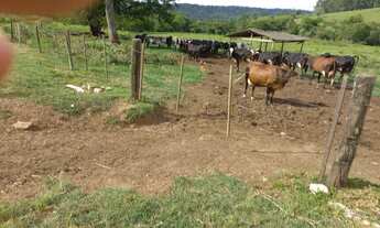 Imagem 2: Fazenda 30 alqueires, atualmente com gado leiteiro com a produção de 350 litros/dia, cheg