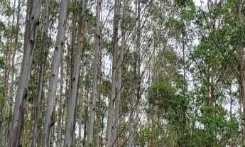 Imagem: FLORESTA DE EUCALIPTO Área Total 55 Alqueires