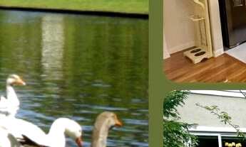 Imagem: Apartamento Garden A Venda Em Canela Lage