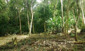 Imagem 6: Chacara a venda em Sapiranga próximo ao bairro centenário excelente oportunidade de 120.0