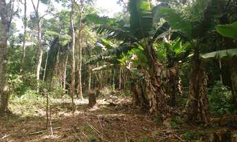 Imagem 7: Chacara a venda em Sapiranga próximo ao bairro centenário excelente oportunidade de 120.0