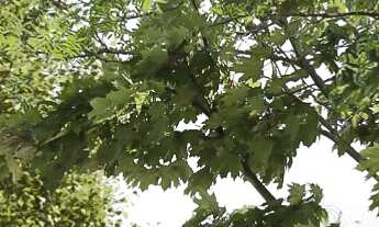 Imagem 2: Loteamento Germânia Bom Para Morar e INVESTIR Com Entrada e financiado direto com a lotea