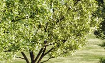 Imagem: Loteamento Germânia Bom Para Morar e INVESTIR