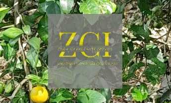 Imagem 6: CHACARA RURAL em ELIAS FAUSTO - SP, SAMBAIA