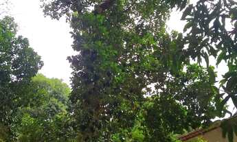 Imagem 3: SITIO RESIDENCIAL em SÃO JOSE DE RIBAMAR - MA, ESTRADA DE RIBAMAR