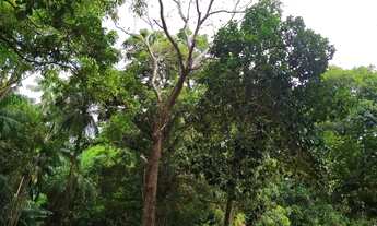 Imagem 2: SITIO RESIDENCIAL em SÃO JOSE DE RIBAMAR - MA, ESTRADA DE RIBAMAR