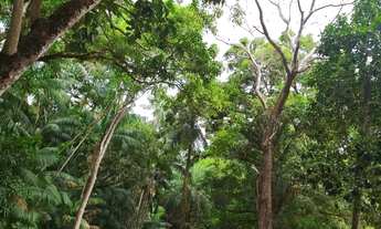 Imagem 7: SITIO RESIDENCIAL em SÃO JOSE DE RIBAMAR - MA, ESTRADA DE RIBAMAR
