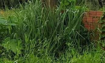 Imagem: TERRENO RESIDENCIAL em SÃO LUÍS - MA