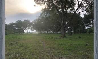 Imagem 6: Fazenda Pecuária no Pantanal de Poconé - MT, Transpantaneira, com área de 11.600 ha, 80% d