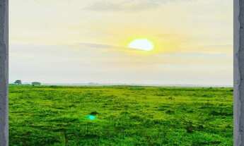Imagem 7: Fazenda Pecuária no Pantanal de Poconé - MT, Transpantaneira, com área de 11.600 ha, 80% d