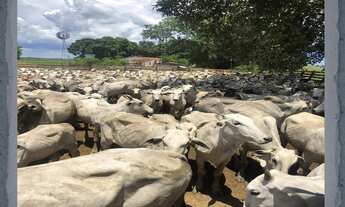 Imagem 2: Fazenda Pecuária no Pantanal de Poconé - MT, Transpantaneira, com área de 11.600 ha, 80% d