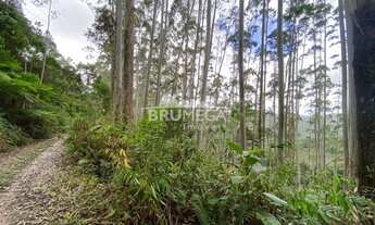 Imagem 2: ![CDATA[Fazenda de eucaliptos .]]