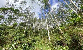 Imagem: ! CDATA Fazenda de eucaliptos