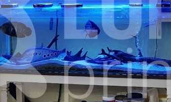 Imagem 1: 3 dormitórios na Rua Engenheiro Saturnino De Brito