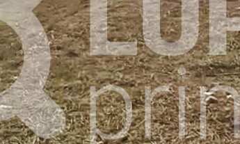 Imagem 2: Na Avenida Júlio Buono