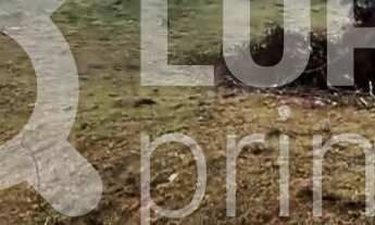 Imagem 3: Na Avenida Júlio Buono