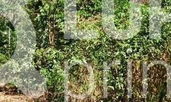 Imagem 7: Na Rodovia José Bueno De Miranda