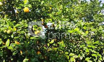 Imagem 2: 3 dormitórios na Rua Maria José Barroso