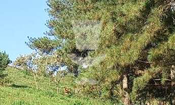 Imagem 6: Chácara à venda com 7.128,73m em Curral Novo, ANTONIO CARLOS - MG