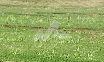 Imagem 5: Área rural de 5,00 Alq. - Localizada no Distrito de 10 de Maio, distante 26,5 Km de Toledo