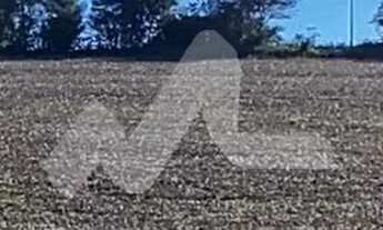 Imagem 3: Chácara à venda, 63.920 m2 na Linha São Paulo , TOLEDO - PR