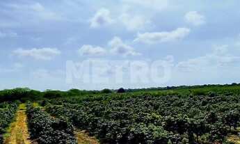 Imagem 3: Fazenda produtiva de mangas à venda com 12,5 ha, PETROLINA - PE