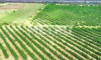 Imagem 4: Fazenda produtiva de mangas à venda com 12,5 ha, PETROLINA - PE
