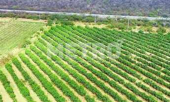 Imagem 5: Fazenda produtiva de mangas à venda com 12,5 ha, PETROLINA - PE
