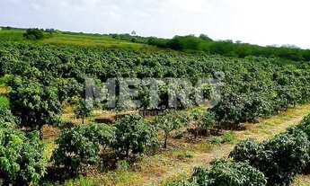 Imagem 7: Fazenda produtiva de mangas à venda com 12,5 ha, PETROLINA - PE
