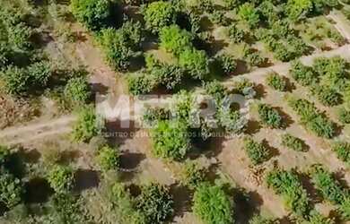 Imagem 2: Fazenda Irrigada à venda produzindo com 6 hectares, PETROLINA - PE