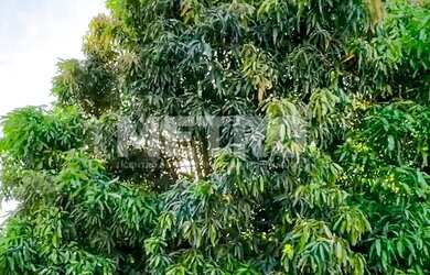 Imagem 3: Fazenda Irrigada à venda produzindo com 6 hectares, PETROLINA - PE