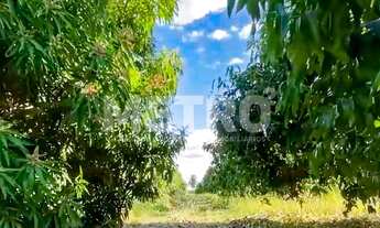 Imagem: Fazenda Irrigada à venda produzindo com