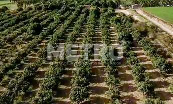 Imagem 6: Fazenda Irrigada à venda produzindo com 6 hectares, PETROLINA - PE