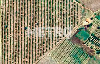 Imagem 2: Fazenda à venda, 14,5 hc produzindo caju, goiaba e sapota