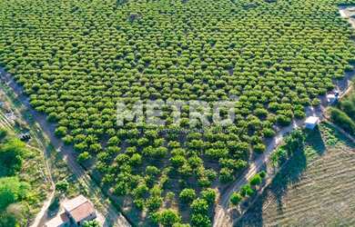 Imagem 3: Fazenda à venda, 14,5 hc produzindo caju, goiaba e sapota