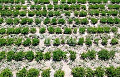 Imagem 4: Fazenda à venda, 14,5 hc produzindo caju, goiaba e sapota