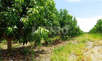 Imagem: Fazenda produzindo à venda, localização