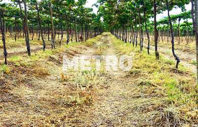 Imagem: Fazenda à venda de Uvas, 54 hectares, Implementos