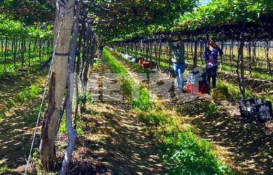 Imagem 16: Área Rural com 14 hectares à venda, escriturada, Petrolina-PE