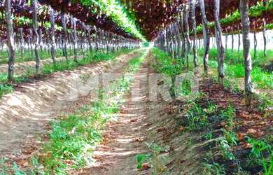 Imagem: Área Rural com 14 hectares à venda, escriturada