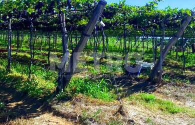 Imagem 14: Área Rural com 14 hectares à venda, escriturada, Petrolina-PE