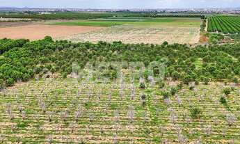 Imagem 2: Fazenda com 116ha, Casa, Galpão, 25ha plantados e mais 32 prontos para plantar
