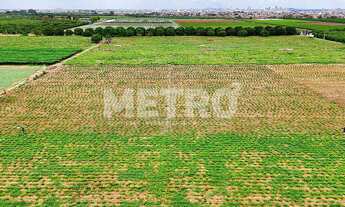 Imagem 6: Fazenda com 116ha, Casa, Galpão, 25ha plantados e mais 32 prontos para plantar