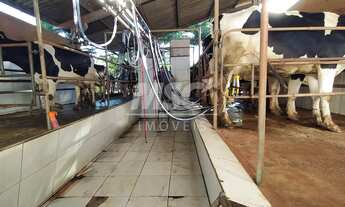 Imagem 6: ÁREA DE 6,64 ALQ. COM LEITARIA EM PLENO FUNCIONAMENTO C 28 VACAS