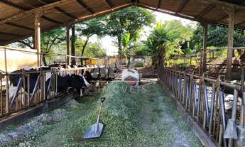 Imagem 4: ÁREA DE 6,64 ALQ. COM LEITARIA EM PLENO FUNCIONAMENTO C 28 VACAS