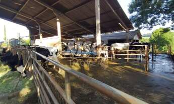 Imagem 5: ÁREA DE 6,64 ALQ. COM LEITARIA EM PLENO FUNCIONAMENTO C 28 VACAS